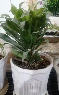 گل کامپکت