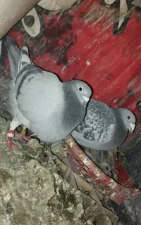 دوجفت نروماده و سوسکی رج دار