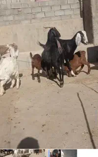 بز پاکستانی