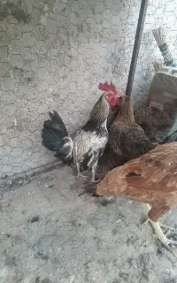مینیاتوری