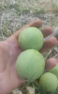 گردو تر مغز سفید و راحت پوست شو.