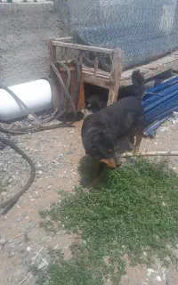 سگ روتوایلر