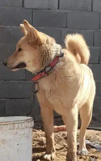 سگ نگهبان