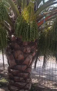 ادلی نخل مرتب کردن نخل برحی و