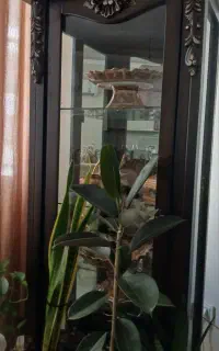 بوفه کاملا سالم