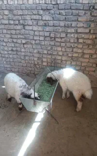 بره چی روپا