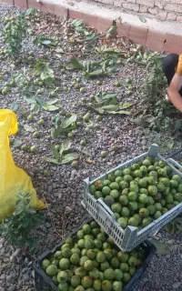 گردو گاغذی بخش هیر ۱۰۰هزار