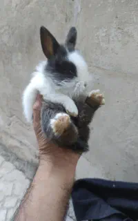 خرگوش