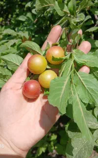 الو مخصوص لواشک و خشک کردن رسیده اب دار