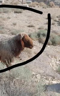 بره