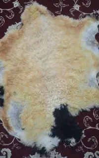 پوست گوسفند