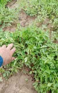 نشا گوجه