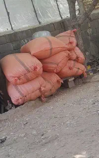 کاه گندم