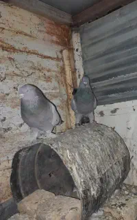 کبوتر ترکیه ای