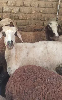 گوسفند ماده