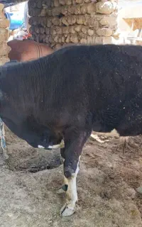 گوساله نر 5ماهه