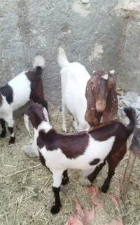 دوعدد بز جوان با کهره