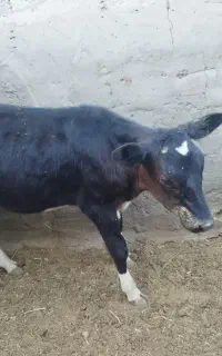 گوساله