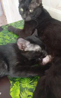 گربه باردار گریه ۵ماهه و ۳ماهه