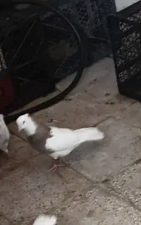 کبوتر گمشده