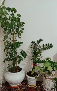 فروش گل آپارتمانی