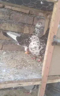 سوسکی سیا ماده گم شده
