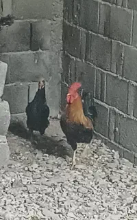 مرغ تخم گذار+خروس محلی