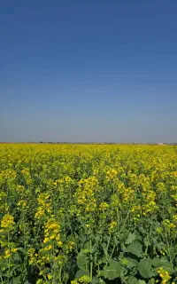 اصلاح و احیا خاک .کیفیت محصول توناژ بالا