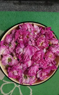 گل محمدی خوش بو و خوش رنگ