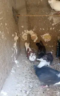 باسلام چند عدد کفتر فروشی