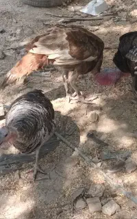 بوغلمون
