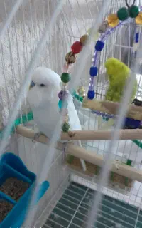 مرغ عشق انگلیسی