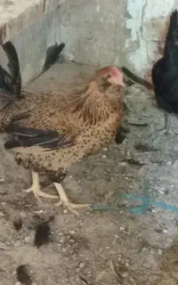 مرغ گلین