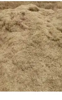 کاه عدس