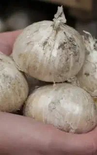 موسیر کوهی و کشت
