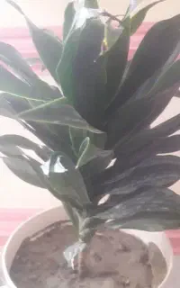 فروش گل بخون