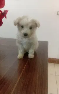 توله سگ