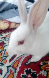 خرگوش