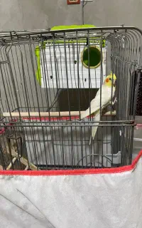 پرنده