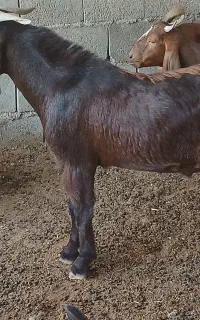 کهره نر خورموج