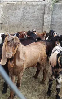 کهره نر