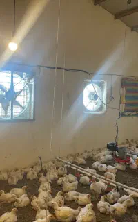 به یک کارگر ماهر جهت کار در مرغداری گوشتی