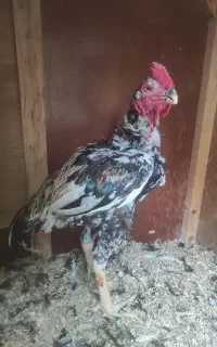 دوعدد گنجه و۳عدد خروس لاری