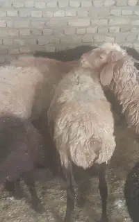 میش بره دار  .میش جوان .بره  .بز