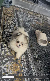سگ پامر خرسی