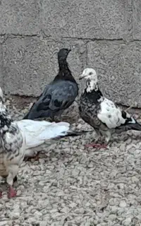 فروش ۳۰ عدد کبوتر