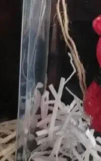 مجسمه خرس ولنتاین