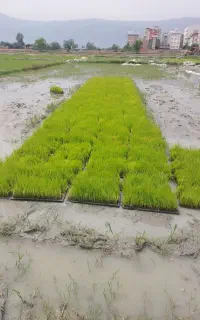 تیم طارم سنگی اصلاح شده