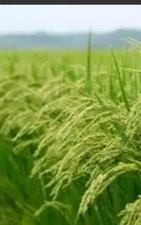 نشاء (تیم) برنج  هاشمی
