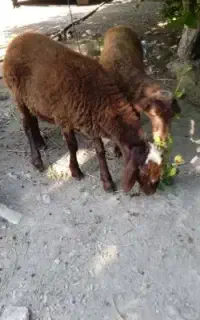 گوسفند